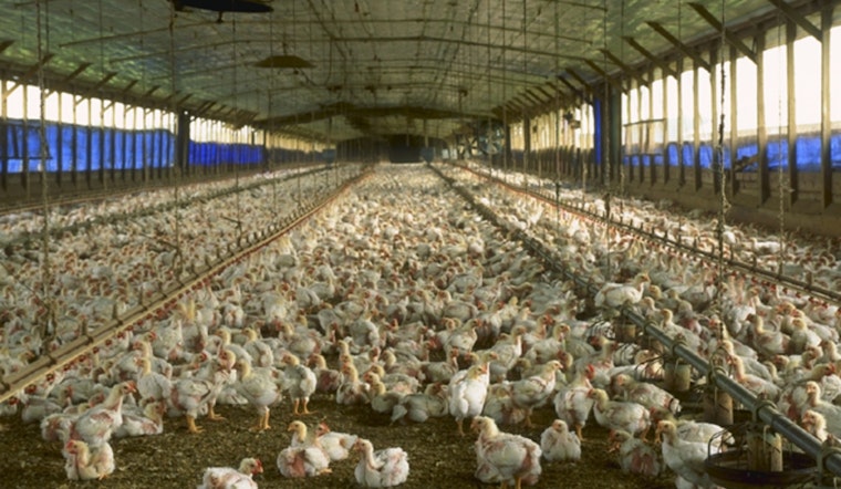 Human Case of Bird Flu Detected in Stanislaus County Resident Amid Ongoing Surveillance Efforts