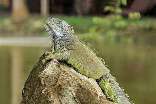Iguana Infestation Forces Indefinite Closure of Historic Lake Worth High School Pool