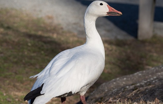 Illinois Authorities Urge Vigilance as Avian Influenza Affects Waterfowl, Dead Snow Geese Found at Baldwin Lake