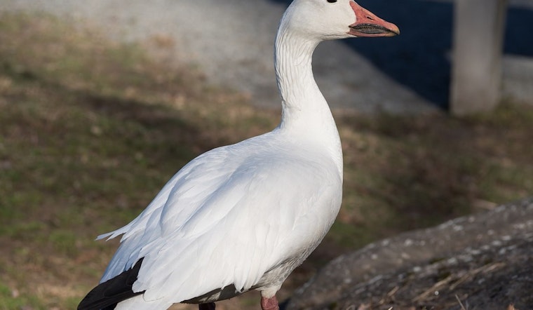 Illinois Authorities Urge Vigilance as Avian Influenza Affects Waterfowl, Dead Snow Geese Found at Baldwin Lake