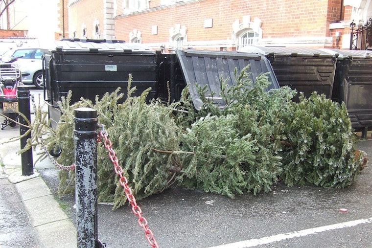 Illinois Department of Natural Resources Seeks Leftover Christmas Trees for Aquatic Habitats