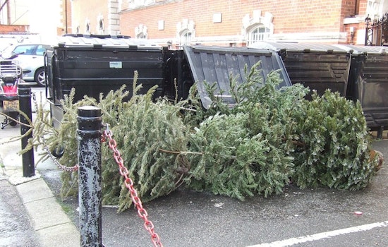 Illinois Department of Natural Resources Seeks Leftover Christmas Trees for Aquatic Habitats
