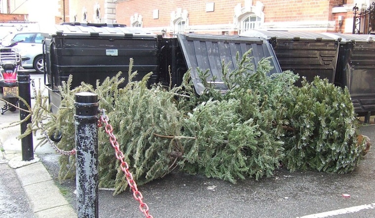 Illinois Department of Natural Resources Seeks Leftover Christmas Trees for Aquatic Habitats