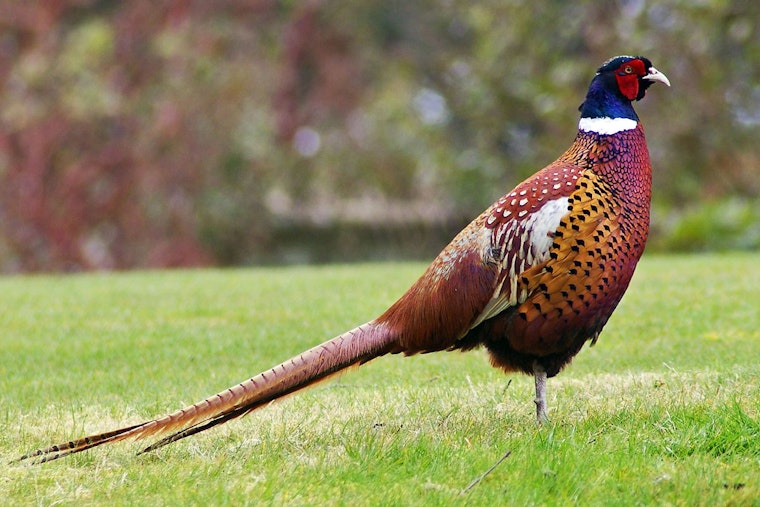 Illinois Reduces Controlled Pheasant Hunting Permits Due to Bird Shortage at Propagation Centers