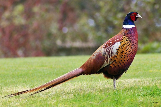 Illinois Reduces Controlled Pheasant Hunting Permits Due to Bird Shortage at Propagation Centers