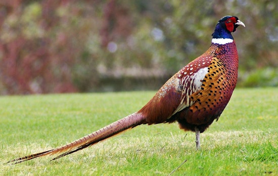 Illinois Reduces Controlled Pheasant Hunting Permits Due to Bird Shortage at Propagation Centers