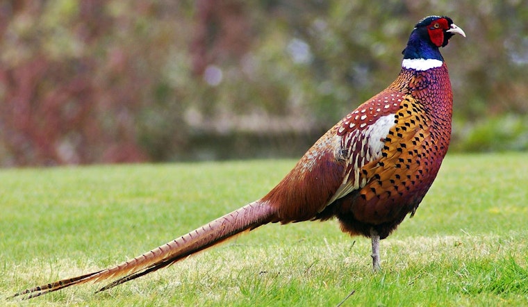 Illinois Reduces Controlled Pheasant Hunting Permits Due to Bird Shortage at Propagation Centers