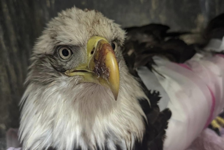 Injured Bald Eagle in Texas Embarks on Recovery at Austin Wildlife Rescue Amid Conservation Efforts
