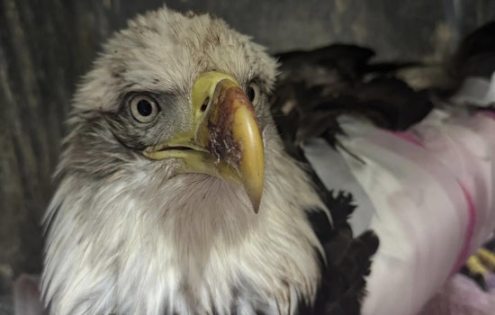 Injured Bald Eagle in Texas Embarks on Recovery at Austin Wildlife Rescue Amid Conservation Efforts
