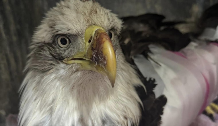 Injured Bald Eagle in Texas Embarks on Recovery at Austin Wildlife Rescue Amid Conservation Efforts