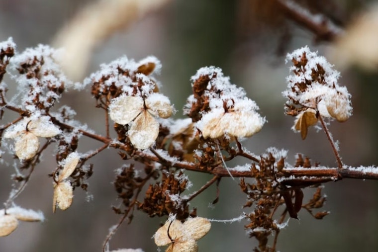 Jacksonville Issues Frost Advisory and Warns Residents to Protect Sensitive Vegetation as Temperatures Drop