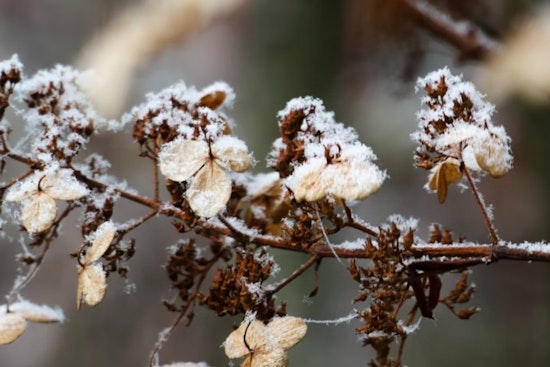 Jacksonville Issues Frost Advisory and Warns Residents to Protect Sensitive Vegetation as Temperatures Drop