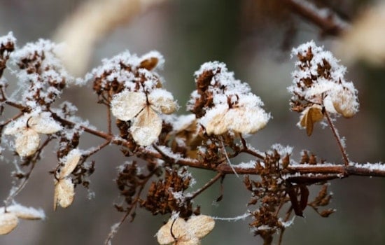 Jacksonville Issues Frost Advisory and Warns Residents to Protect Sensitive Vegetation as Temperatures Drop