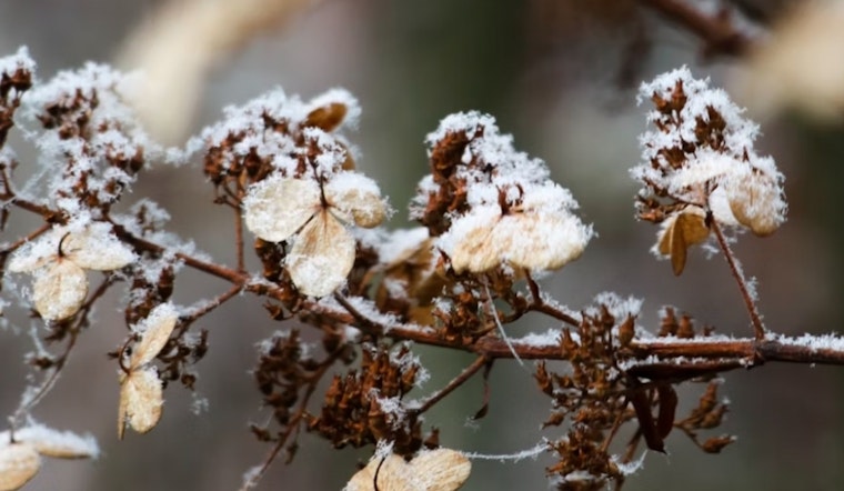 Jacksonville Issues Frost Advisory and Warns Residents to Protect Sensitive Vegetation as Temperatures Drop