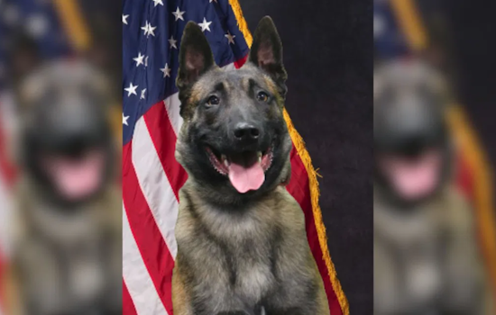 K-9 Hero Riggs Assists in Arrest of Armed Felony Suspect in Colorado Springs