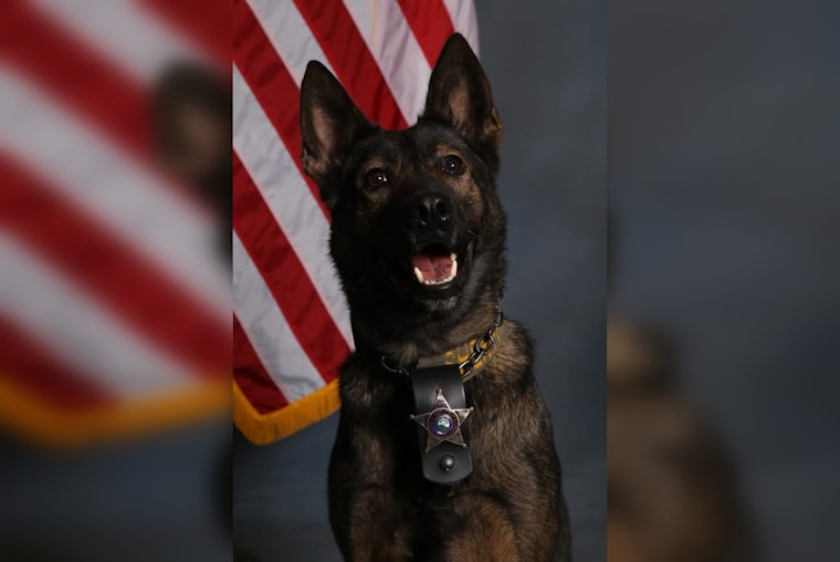 K-9 Meso of Hennepin County Sheriff's Office Successfully Tracks Suspect in Brooklyn Center Incident