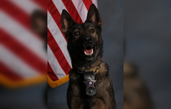 K-9 Meso of Hennepin County Sheriff's Office Successfully Tracks Suspect in Brooklyn Center Incident