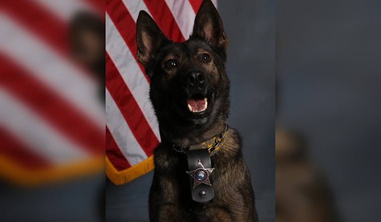K-9 Meso of Hennepin County Sheriff's Office Successfully Tracks Suspect in Brooklyn Center Incident
