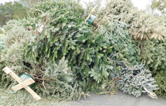 Keep Clark County Green: Recycle Your Christmas Trees to Reduce Holiday Waste