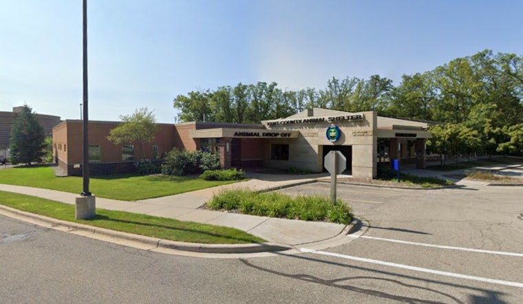 Kent County Animal Shelter Urges Adoptions and Fosters Amid Renovations
