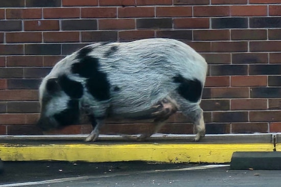 Knoxville Police and Animal Services Wrangle Escaped Pig Near North Broadway Wendy's