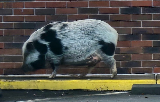 Knoxville Police and Animal Services Wrangle Escaped Pig Near North Broadway Wendy's