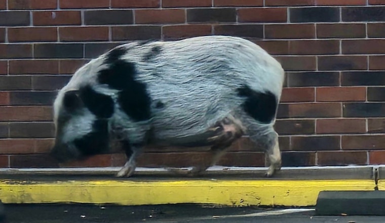 Knoxville Police and Animal Services Wrangle Escaped Pig Near North Broadway Wendy's