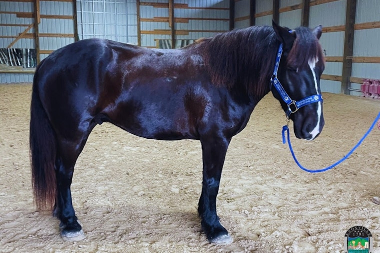 Knoxville Police Department Reinstates Mounted Patrol Unit to Boost Community Safety and Relations