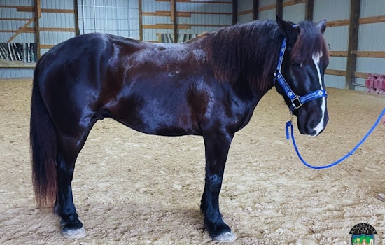 Knoxville Police Department Reinstates Mounted Patrol Unit to Boost Community Safety and Relations