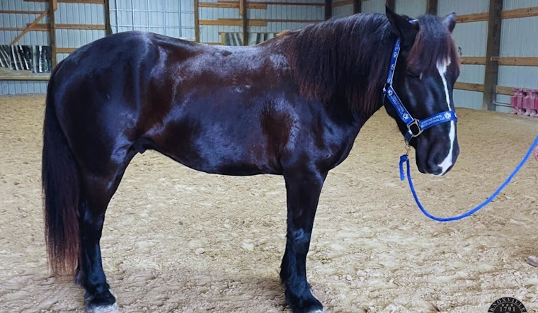 Knoxville Police Department Reinstates Mounted Patrol Unit to Boost Community Safety and Relations