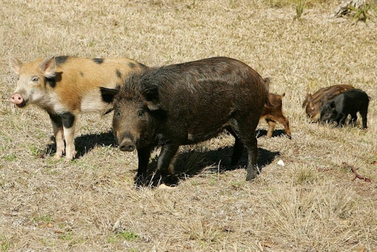 Kyle Battles Escalating Feral Hog Problem, Austin Suburb Seeks Solution to Preserve Parks and Safety