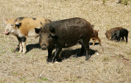 Kyle Battles Escalating Feral Hog Problem, Austin Suburb Seeks Solution to Preserve Parks and Safety