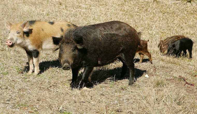 Kyle Battles Escalating Feral Hog Problem, Austin Suburb Seeks Solution to Preserve Parks and Safety