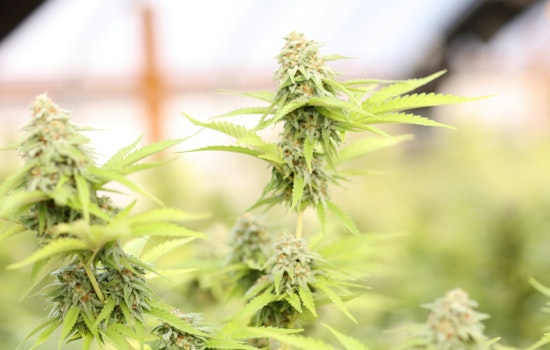 Lake Worth Beach Commission Set to Reassess Future of Medical Marijuana Dispensaries Amid Recreational Use Concerns