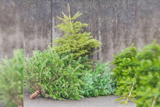 Lakewood Launches Free Christmas Tree Recycling Program for Eco-Friendly Holiday Cleanup