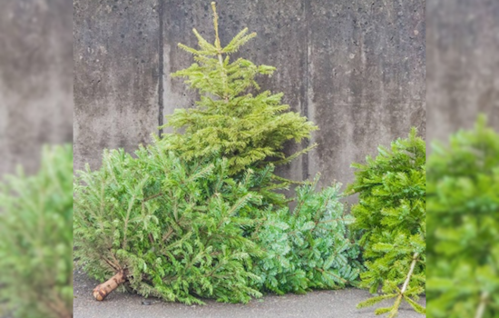 Lakewood Launches Free Christmas Tree Recycling Program for Eco-Friendly Holiday Cleanup