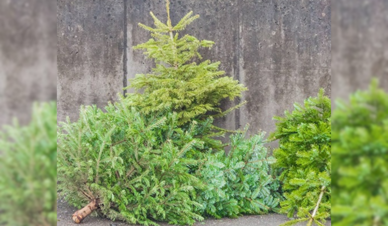 Lakewood Launches Free Christmas Tree Recycling Program for Eco-Friendly Holiday Cleanup