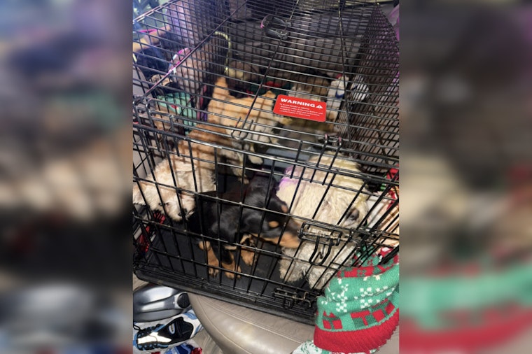 Las Vegas Authorities Issue 29 Citations in Operation Pawsitive Change Targeting Illegal Puppy Sales
