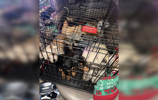 Las Vegas Authorities Issue 29 Citations in Operation Pawsitive Change Targeting Illegal Puppy Sales