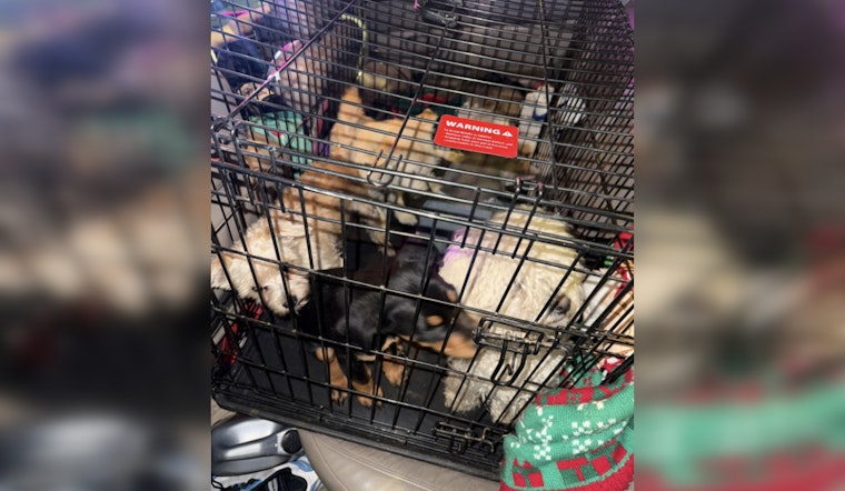Las Vegas Authorities Issue 29 Citations in Operation Pawsitive Change Targeting Illegal Puppy Sales