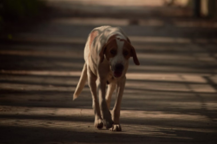 Liberty County Residents Confronting Rising Stray Dog Attacks, Officials Seek Solutions Amid Safety Concerns