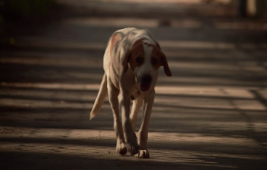 Liberty County Residents Confronting Rising Stray Dog Attacks, Officials Seek Solutions Amid Safety Concerns