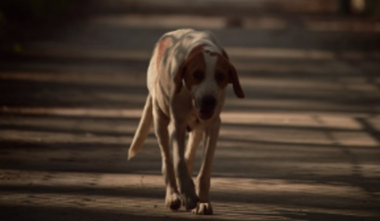 Liberty County Residents Confronting Rising Stray Dog Attacks, Officials Seek Solutions Amid Safety Concerns