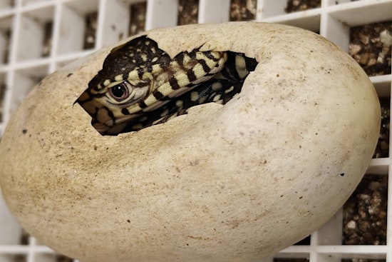Los Angeles Zoo Celebrates First Successful Hatching of Mighty Perentie Lizards