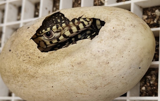 Los Angeles Zoo Celebrates First Successful Hatching of Mighty Perentie Lizards