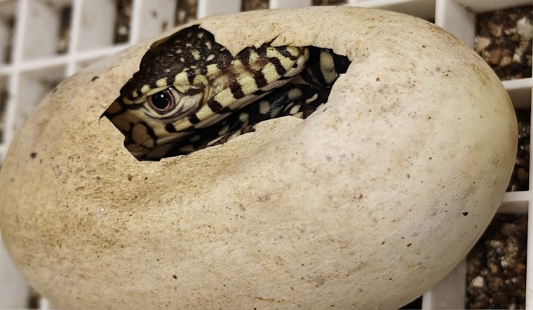 Los Angeles Zoo Celebrates First Successful Hatching of Mighty Perentie Lizards