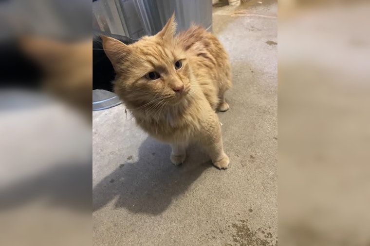 Lost Cat Safely Reunited With Owner in Wabasha After Police Social Media Outreach