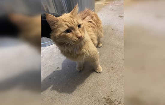 Lost Cat Safely Reunited With Owner in Wabasha After Police Social Media Outreach