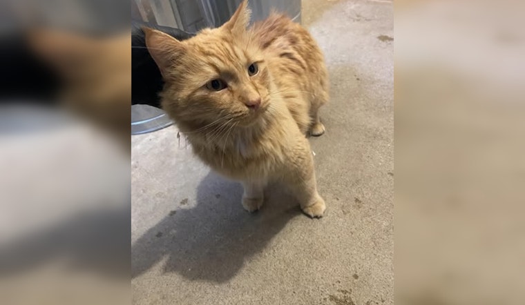 Lost Cat Safely Reunited With Owner in Wabasha After Police Social Media Outreach