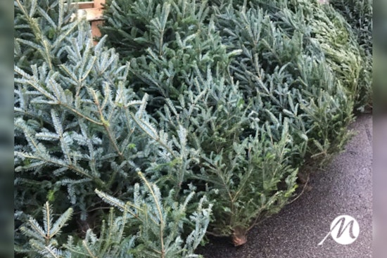 Maricopa Announces Christmas Tree Disposal Options with Drop-off Sites and Pickup Services Available After the Holiday Season